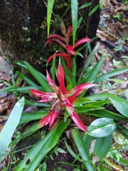 Tillandsia leiboldiana