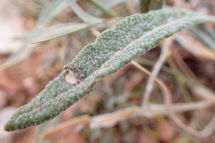 Eriogonum brevicaule