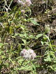 Eupatorium formosanum