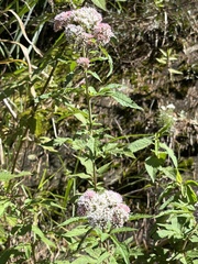 Eupatorium formosanum