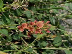 Alysicarpus vaginalis