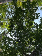 Ulmus parvifolia