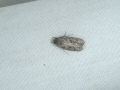 Acantholena