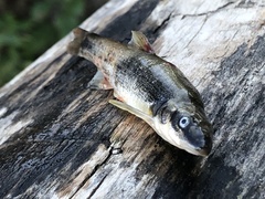 Rhinichthys cataractae