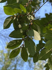Ulmus parvifolia