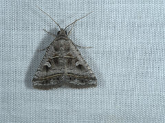 Acantholipes juba