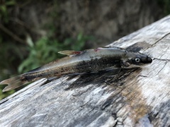 Rhinichthys cataractae