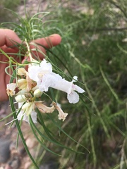 Chilopsis linearis arcuata