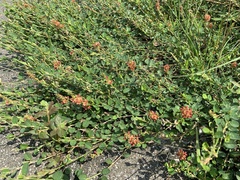 Alysicarpus vaginalis