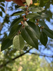 Ulmus parvifolia