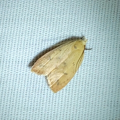 Machimia tentoriferella