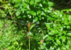 Aethriamanta brevipennis