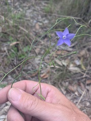 Wahlenbergia graniticola