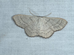 Dithalama punctilinea