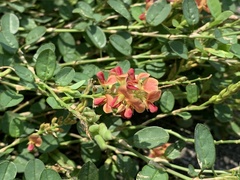 Alysicarpus vaginalis