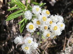 Anaphalis morrisonicola