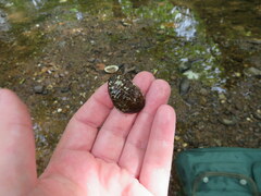 Lemiox rimosus