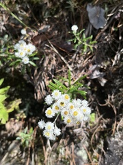 Anaphalis morrisonicola