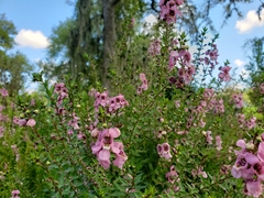 Angelonia angustifolia