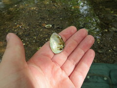 Lemiox rimosus