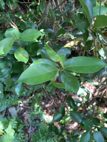 Syzygium cleyerifolium iNat (2)