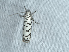 Ethmia hemadelpha