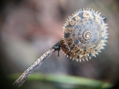 Stenotrema barbigerum