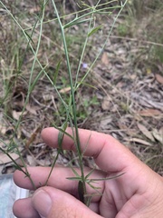 Wahlenbergia graniticola