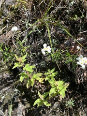 Anaphalis morrisonicola