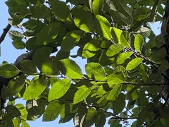 Ulmus parvifolia