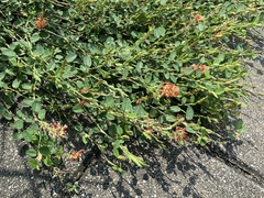 Alysicarpus vaginalis