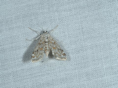 Parapoynx diminutalis