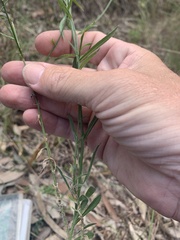 Wahlenbergia graniticola