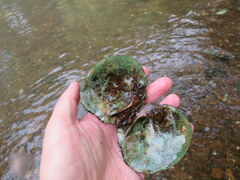Cyclonaias tuberculata