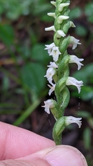 Spiranthes ovalis erostellata