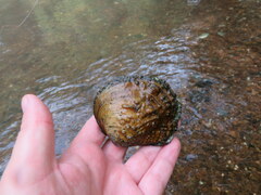 Cyclonaias tuberculata