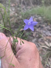 Wahlenbergia graniticola