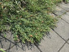 Alysicarpus vaginalis