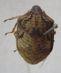 Scutelleridae