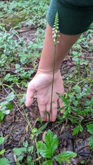Spiranthes ovalis erostellata