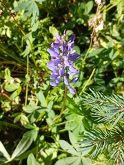 Lupinus