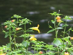 Erythranthe dentata