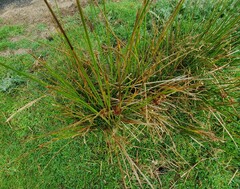 Juncus conglomeratus