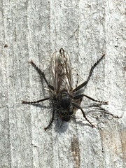 Lasiopogon