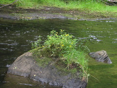 Erythranthe dentata