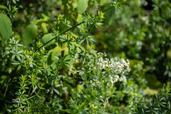 Galium album
