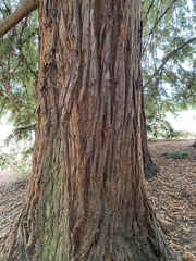 Sequoia