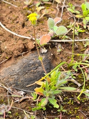 Goodenia pusilliflora