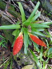 Tillandsia multicaulis