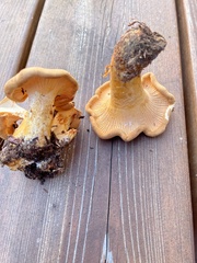 Cantharellus roseocanus
